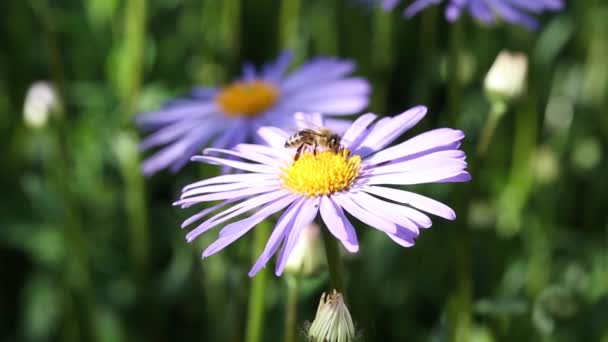 Ανθισμένες Μαργαρίτες Μαργαρίτα Oxeye Λευκάνθεμο Αιδοίο Μαργαρίτες Κοινή Μαργαρίτα Μαργαρίτα — Αρχείο Βίντεο