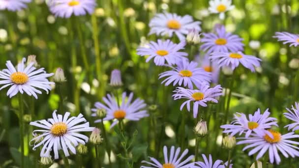 Blomning Prästkragar Oxeye Tusensköna Leucanthemum Vulgare Prästkragar Vanlig Tusensköna Hundtusensköna — Stockvideo