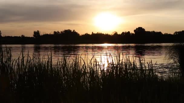 Puesta Sol Río Ucrania Región Kiev Junio Del Verano Sonido — Vídeo de stock