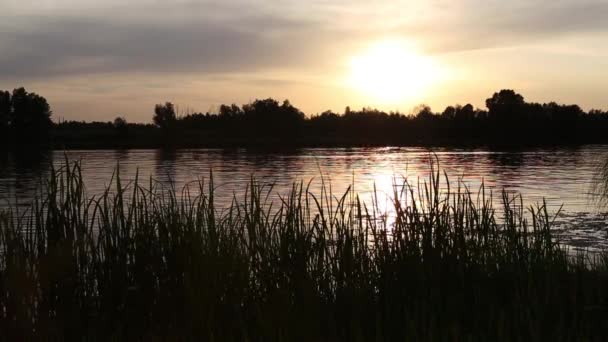 夏天的6月 在乌克兰基辅地区的河边落日 自然声音 — 图库视频影像