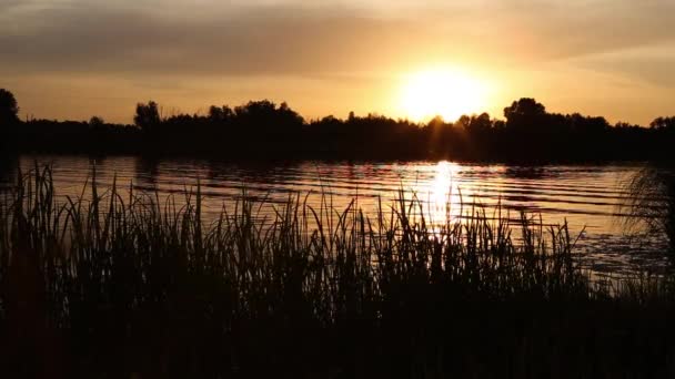 夏の6月にウクライナ キエフ地域の川で日没 自然の音 — ストック動画