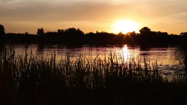 Puesta Sol Río Ucrania Región Kiev Junio Del Verano Sonido — Vídeo de stock