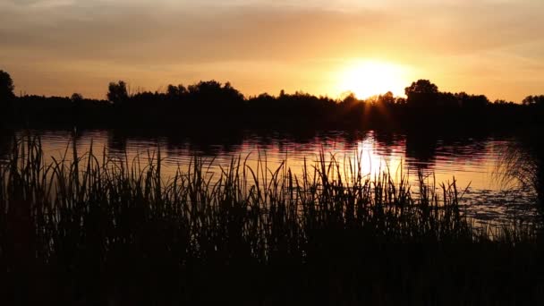 夏天的6月 在乌克兰基辅地区的河边落日 自然声音 — 图库视频影像