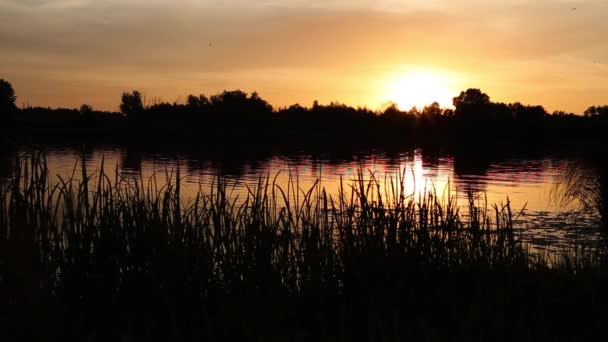 Zonsondergang Aan Rivier Oekraïne Kiev Regio Juni Van Zomer Natuurlijk — Stockvideo