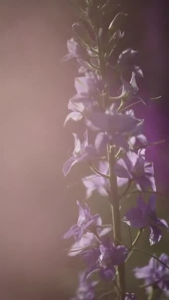 夏日朦胧的阳光下 草甸中的紫色粉红野花 — 图库视频影像