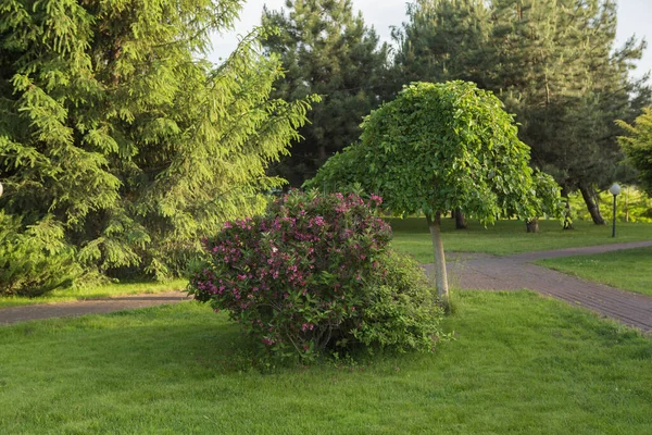 뒷마당의 조경이 정원의 아름다운 여름의 지역의 — 스톡 사진