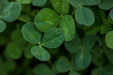 Yeşil yonca tatil sınırı, St. Patrick 'in metin alanı olan günlük dekorasyon geçmişi.
