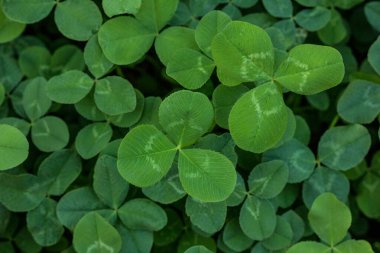 Yeşil yonca tatil sınırı, St. Patrick 'in metin alanı olan günlük dekorasyon geçmişi.