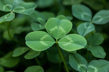 Yeşil yonca tatil sınırı, St. Patrick 'in metin alanı olan günlük dekorasyon geçmişi.