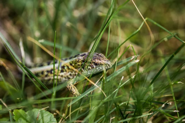 Lizard Lat Lacerta Agilis Natural Habitat Mating Season — Stock Photo, Image