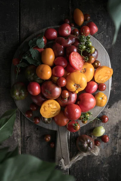 Çeşitli domates hasadı. Organik yeşil, kırmızı, sarı, turuncu domatesler.
