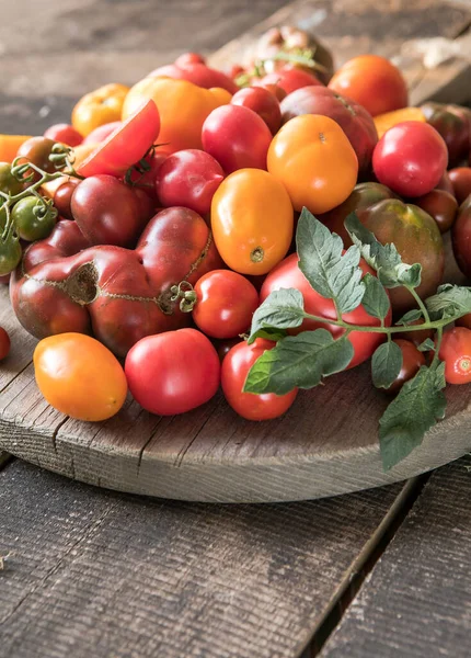 Colheita Tomates Variados Tomates Verdes Orgânicos Vermelhos Amarelos Laranja — Fotografia de Stock