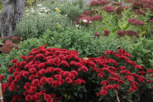 Colourful Autumnal Flowers Garden — Stock Photo, Image