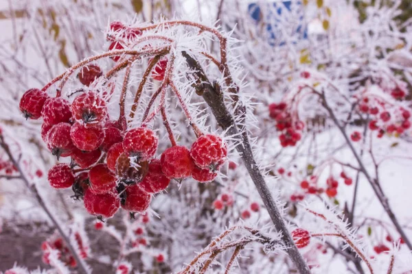 Närbild Vintern Viburnum Täckt Med Frost — Stockfoto