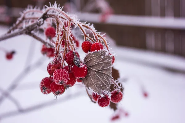 Bagas Vermelhas Arbusto Coberto Geada Inverno — Fotografia de Stock