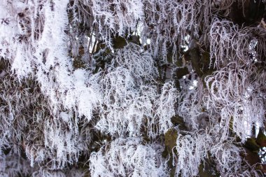 Kış arkaplanındaki ağaçlarda donmuş yapraklar