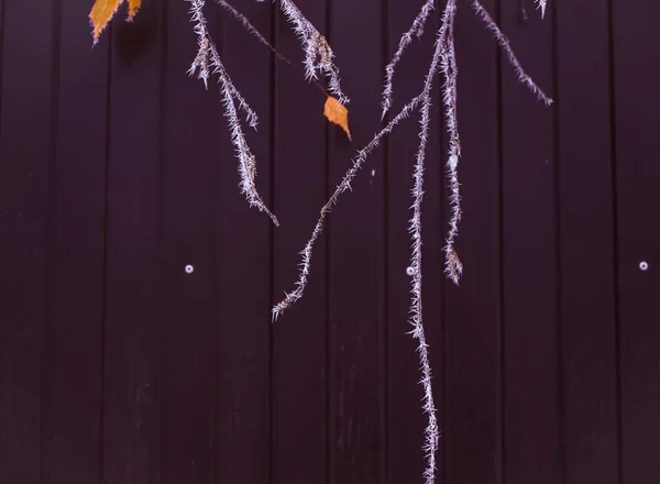 Natürlicher Hintergrund Des Zauns Mit Frostbedeckten Ästen — Stockfoto