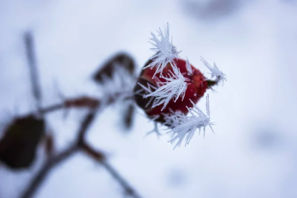 Gefrorene Rose Aus Nächster Nähe — Stockfoto