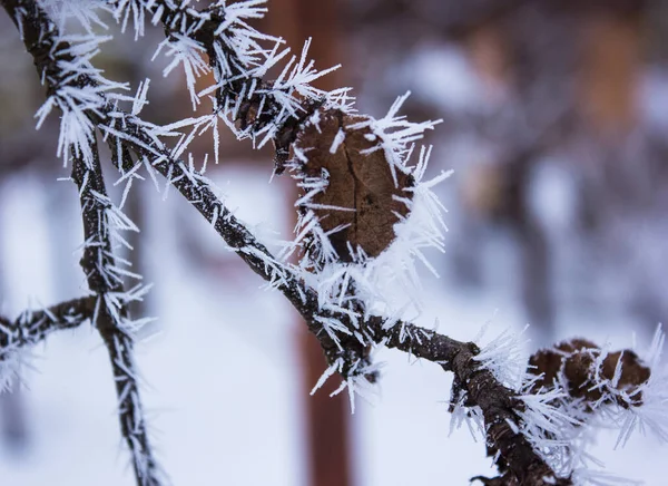 Gefrorenes Laub Bäumen Auf Winterlichem Hintergrund — Stockfoto