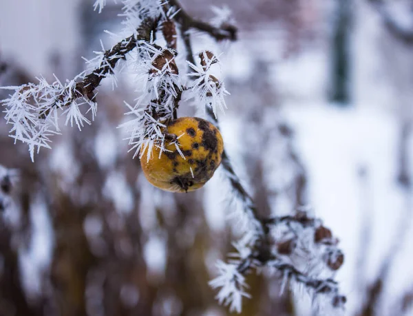 Folhagem Congelada Árvores Fundo Inverno — Fotografia de Stock