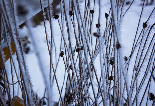 Folhagem Congelada Árvores Fundo Inverno — Fotografia de Stock