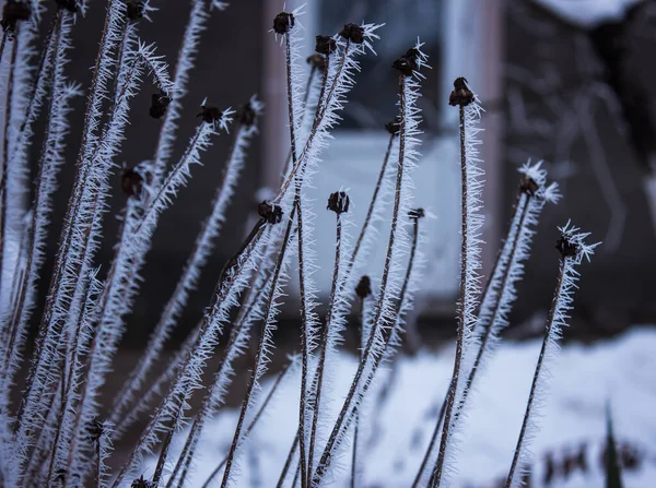 冬季背景下树木上的冻叶 — 图库照片
