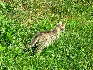 Gündüz vakti yeşil çimlerde sevimli bir kedi