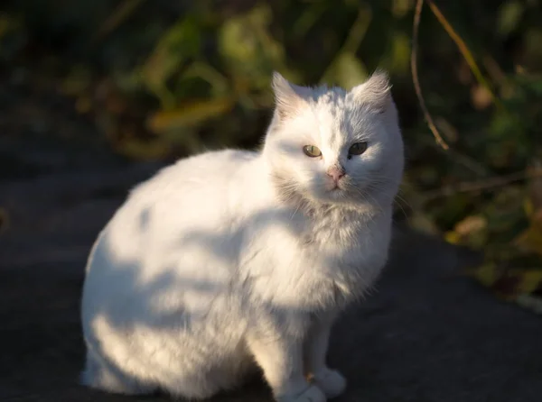 Biały Kot Zielonymi Oczami Zewnątrz — Zdjęcie stockowe