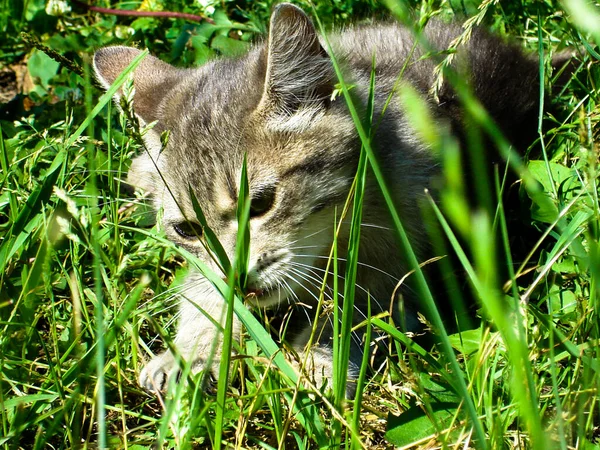 cute cat in green grass at daytime
