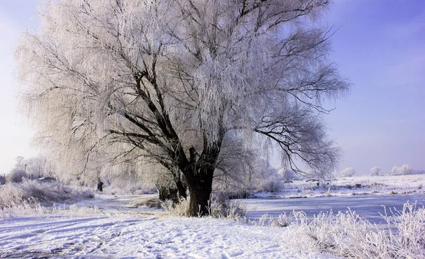 Smukt Vinterlandskab Med Snedækkede Træer Eng Flod Vinteren - Stock-foto