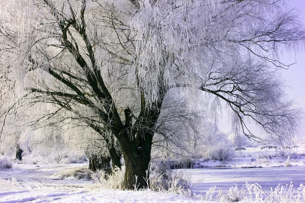 Karla Kaplı Ağaçlarla Kaplı Güzel Bir Kış Manzarası Kışın Çayır — Stok fotoğraf