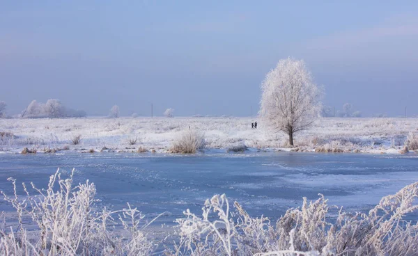 Vackert Vinterlandskap Med Snötäckta Träd Äng Och Flod Vintern — Stockfoto