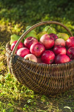 Olgun elma ve armutları hasat et.