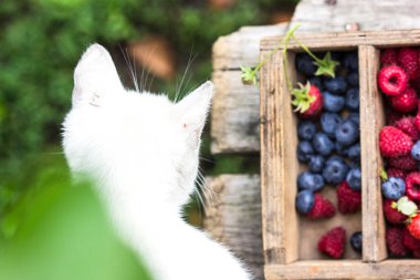 Kırsal ahşap arka planda eski ahşap kutuda taze böğürtlen ve yaprakların karışımı. Üst Manzara. Çiğ sağlıklı yemek. Çeşit çeşit çilek..