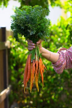 Arka planda taze havuç manzarasını kapat