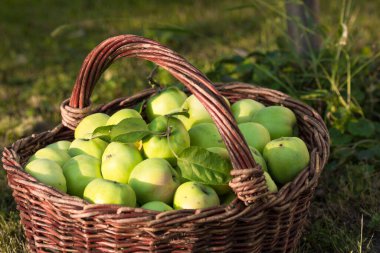 Arkaplanda olgun elmalar