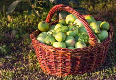 Arkaplanda olgun elmalar