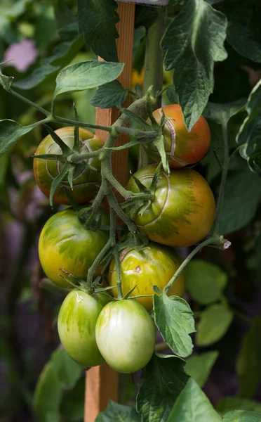 Reifende Tomaten Strauch Aus Nächster Nähe — Stockfoto