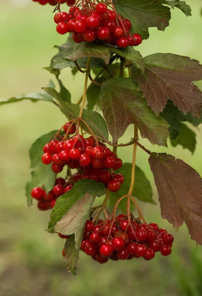 Närbild Mogen Viburnum — Stockfoto