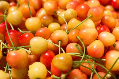 Olgun sarı kirazlar ve saplı büyük taze sarı kiraz koleksiyonu. Olgun kiraz arkaplanı.