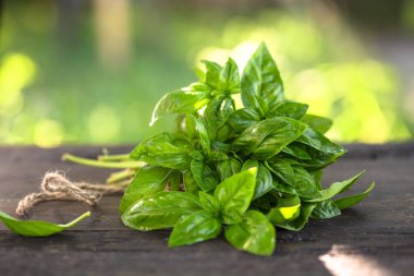 Genovese fesleğeninden (Ocimum bazilika) yeşil yapraklar. İtalyan mutfağı kavramı