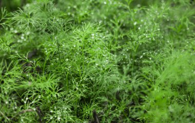 arkaplan olarak taze yeşil diller, kopyalama alanı