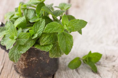 Tahta masadaki taze yeşil organik nane yaprakları..