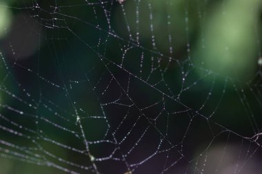 Bulanık yeşil arkaplanda su damlaları olan örümcek ağı