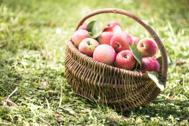 Bahçedeki olgun elmalarla dolu bir sepet. Elma hasatı Sonbahar konsepti