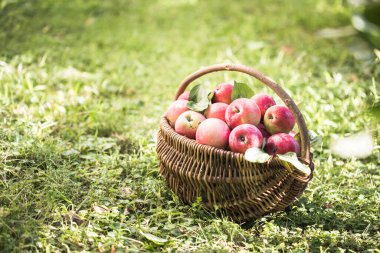 Bahçedeki olgun elmalarla dolu bir sepet. Elma hasatı Sonbahar konsepti