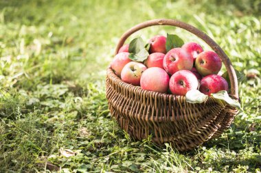 Bahçedeki olgun elmalarla dolu bir sepet. Elma hasatı Sonbahar konsepti