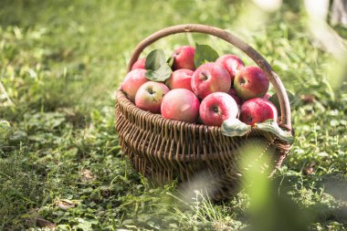 Bahçedeki olgun elmalarla dolu bir sepet. Elma hasatı Sonbahar konsepti
