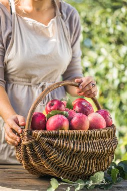 Bahçesinde olgun elmalarla dolu sepeti olan bir kadın. Elma hasatı Sonbahar konsepti