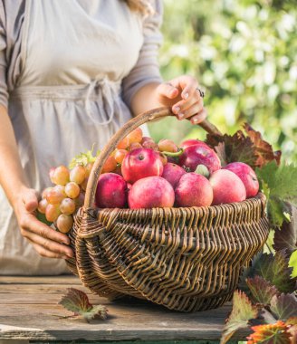 Bahçesinde olgun elmalarla dolu sepeti olan bir kadın. Elma hasatı Sonbahar konsepti